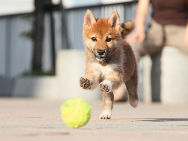 IMG_5169-shibainu-koinu IMG_5169-shibainu-koinu