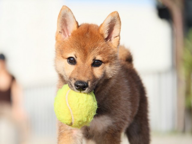 IMG_5181-shibainu-koinu IMG_5181-shibainu-koinu