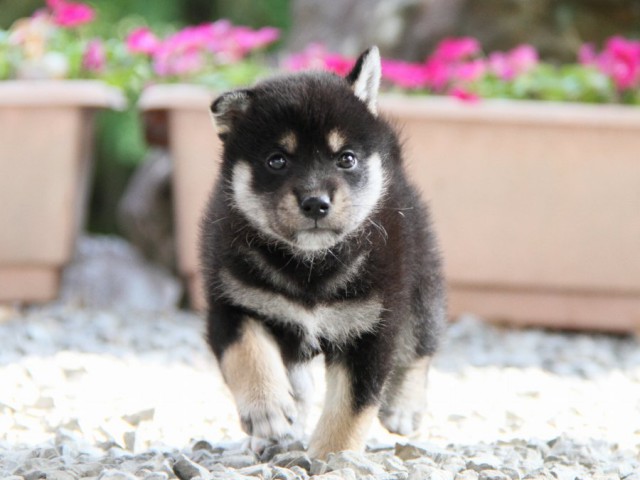 IMG_5184-shibainu-puppy IMG_5184-shibainu-puppy