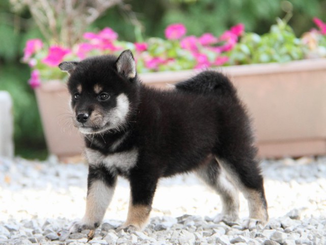 IMG_5199-shibainu-puppy IMG_5199-shibainu-puppy