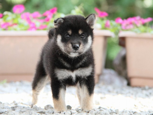 IMG_5217-shibainu-puppy IMG_5217-shibainu-puppy