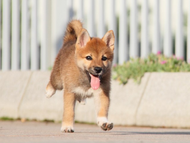 IMG_5234-shibainu-koinu IMG_5234-shibainu-koinu