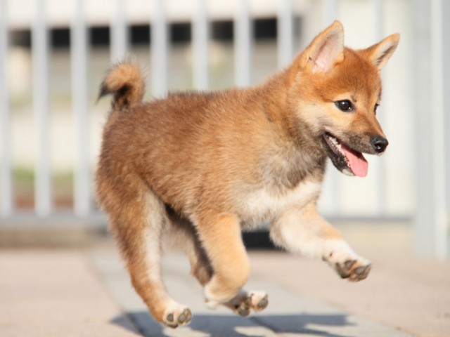 IMG_5246-shibainu-koinu IMG_5246-shibainu-koinu