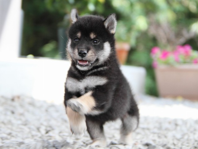 IMG_5251-shibainu-puppy IMG_5251-shibainu-puppy