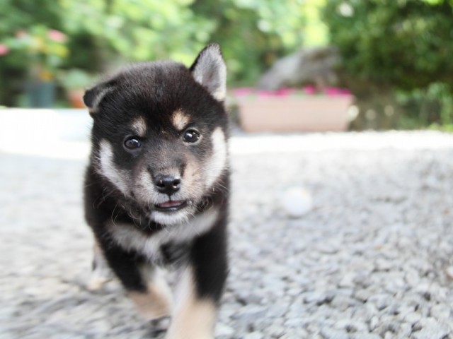 IMG_5265-shibainu-puppy IMG_5265-shibainu-puppy