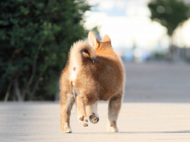 IMG_5295-shibainu-koinu IMG_5295-shibainu-koinu