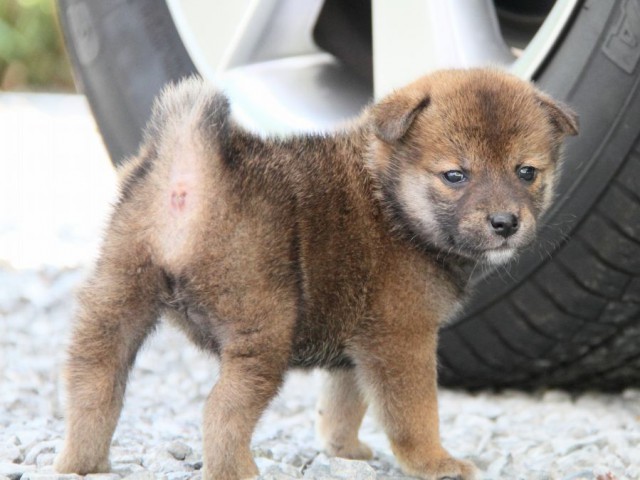 IMG_5300-shibainu-puppy IMG_5300-shibainu-puppy