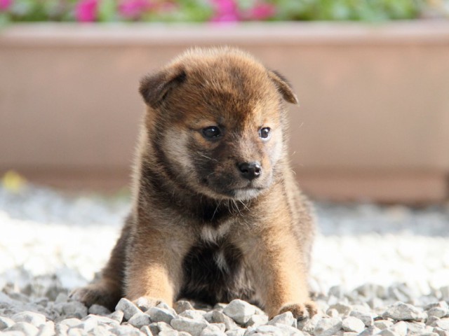 IMG_5308-shibainu-puppy IMG_5308-shibainu-puppy