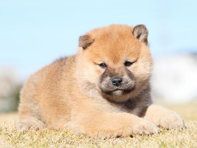 IMG_5310-shibainu-koinu IMG_5310-shibainu-koinu