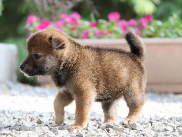 IMG_5315-shibainu-puppy IMG_5315-shibainu-puppy