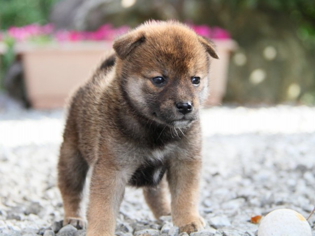 IMG_5339-shibainu-puppy IMG_5339-shibainu-puppy