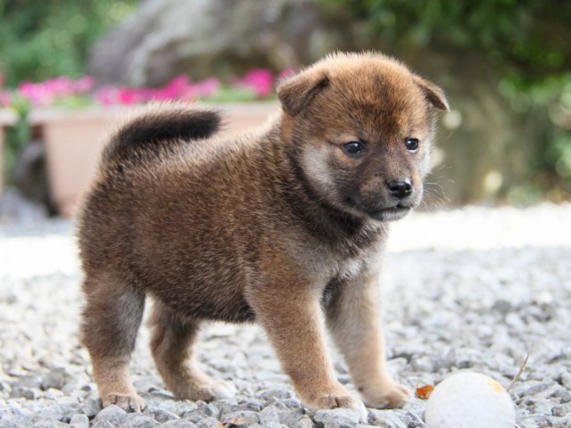 IMG_5353-shibainu-puppy IMG_5353-shibainu-puppy