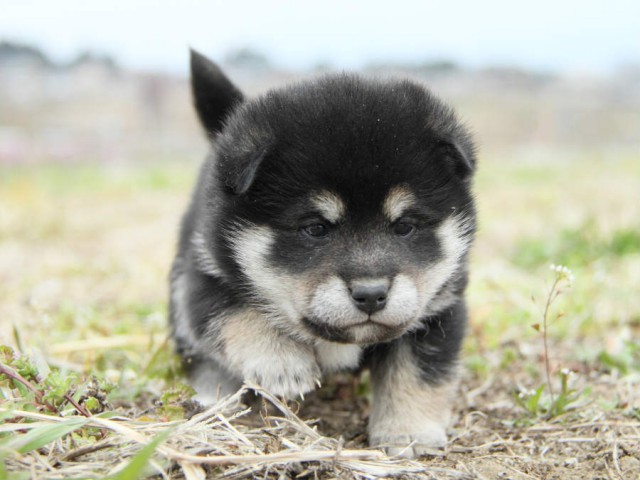 IMG_5355shibainu IMG_5355shibainu