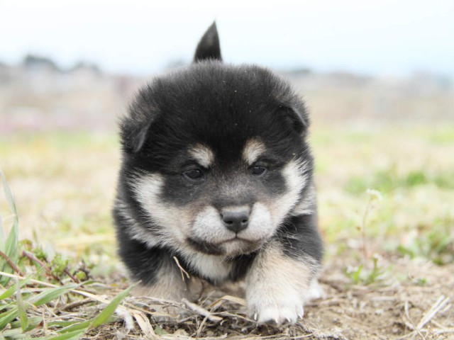 IMG_5356shibainu IMG_5356shibainu