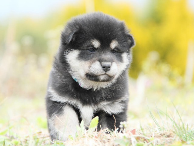 IMG_5386shibainu IMG_5386shibainu