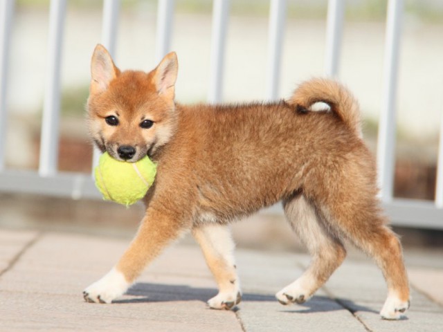 IMG_5387-shibainu-koinu IMG_5387-shibainu-koinu