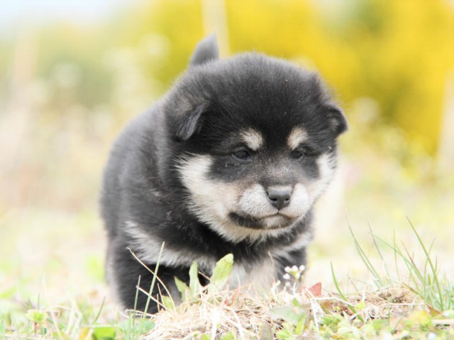 IMG_5387shibainu IMG_5387shibainu