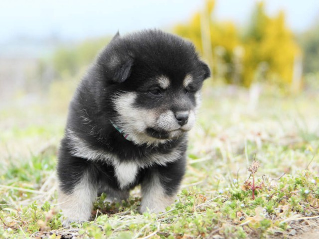 IMG_5407shibainu IMG_5407shibainu