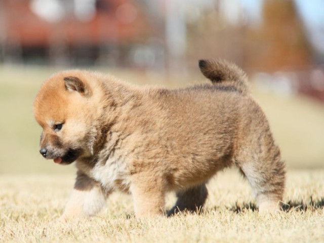 IMG_5419-shibainu-koinu IMG_5419-shibainu-koinu