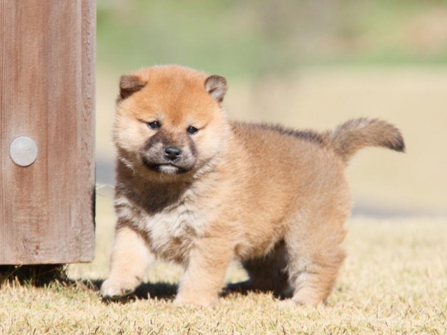 IMG_5427-shibainu-koinu IMG_5427-shibainu-koinu