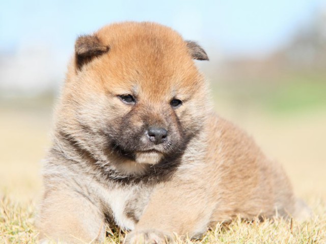 IMG_5437-shibainu-koinu IMG_5437-shibainu-koinu