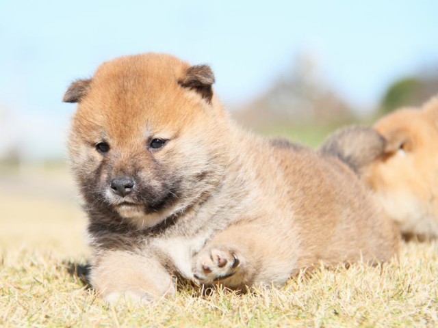 IMG_5448-shibainu-koinu IMG_5448-shibainu-koinu