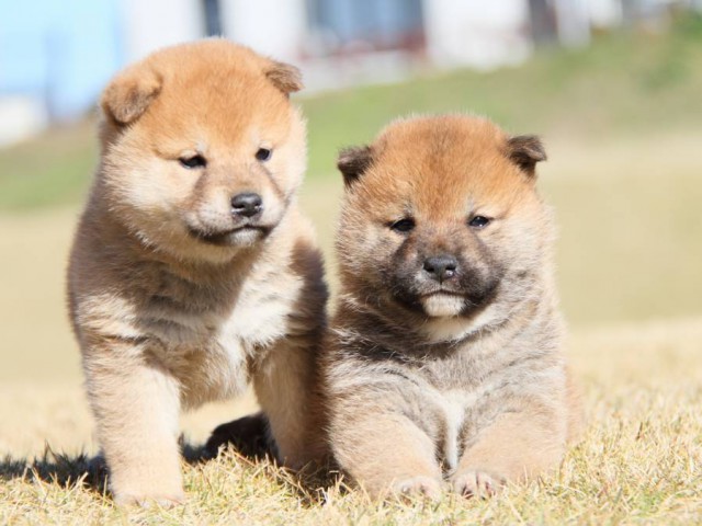IMG_5455-shibainu-koinu IMG_5455-shibainu-koinu