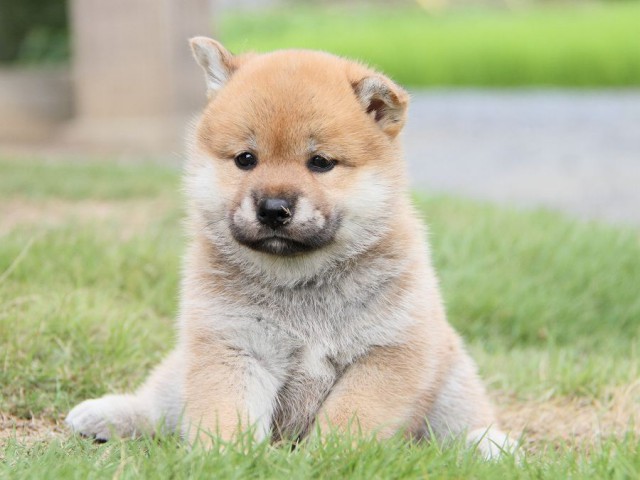 IMG_5486-shibainu Puppy IMG_5486-shibainu Puppy