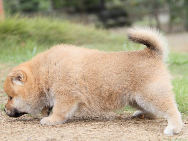 IMG_5490-shibainu Puppy IMG_5490-shibainu Puppy