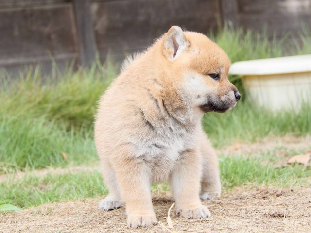 IMG_5494-shibainu Puppy IMG_5494-shibainu Puppy