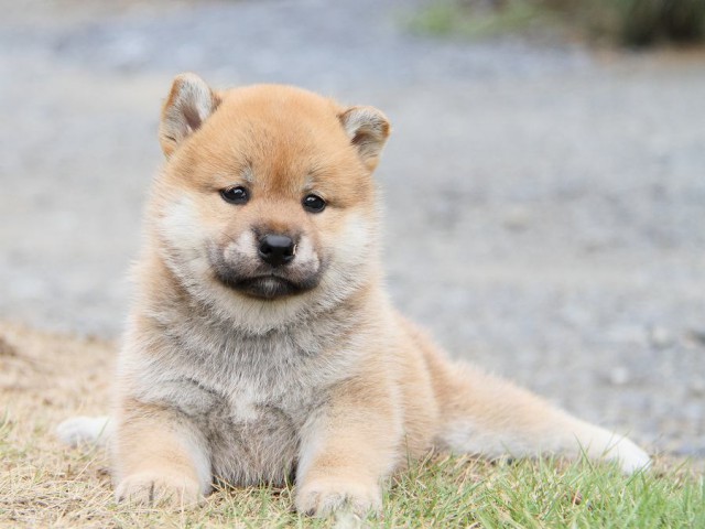 IMG_5497-shibainu Puppy IMG_5497-shibainu Puppy