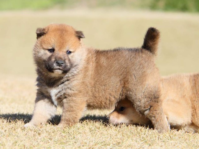 IMG_5498-shibainu-koinu IMG_5498-shibainu-koinu
