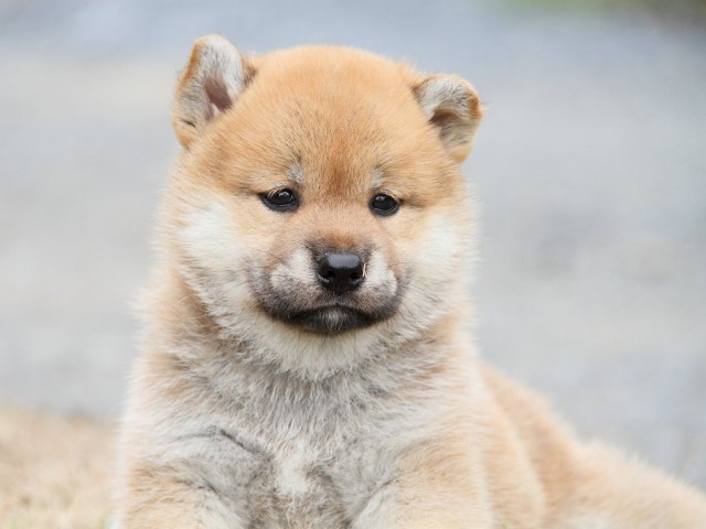 IMG_5501-shibainu Puppy IMG_5501-shibainu Puppy