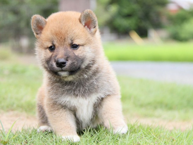 IMG_5535-shibainu Puppy IMG_5535-shibainu Puppy