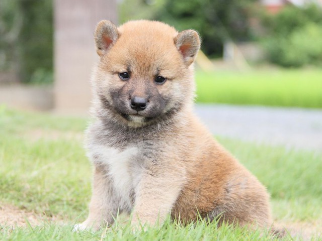 IMG_5539-shibainu Puppy IMG_5539-shibainu Puppy