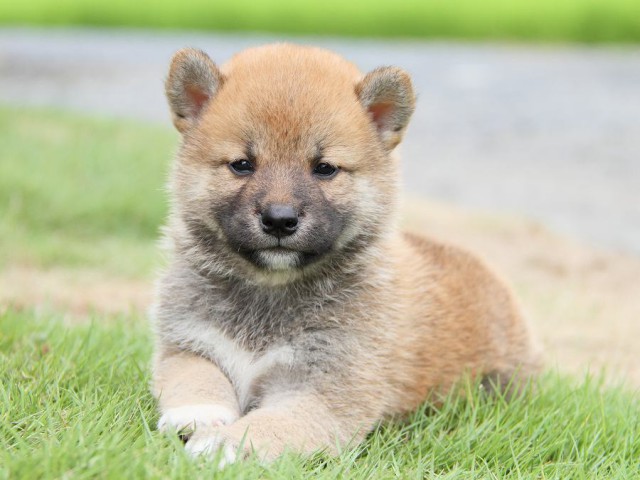 IMG_5545-shibainu Puppy IMG_5545-shibainu Puppy