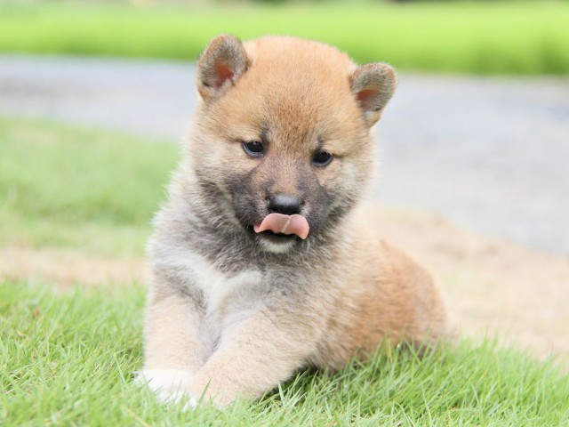 IMG_5550-shibainu Puppy IMG_5550-shibainu Puppy
