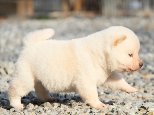 IMG_5659shibainu IMG_5659shibainu