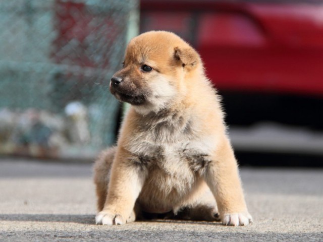 IMG_5674-shibainu-koinu IMG_5674-shibainu-koinu