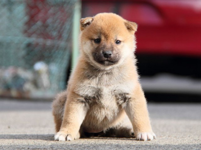 IMG_5679-shibainu-koinu IMG_5679-shibainu-koinu