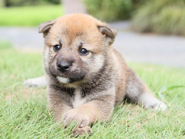 IMG_5689-shibainu Puppy IMG_5689-shibainu Puppy