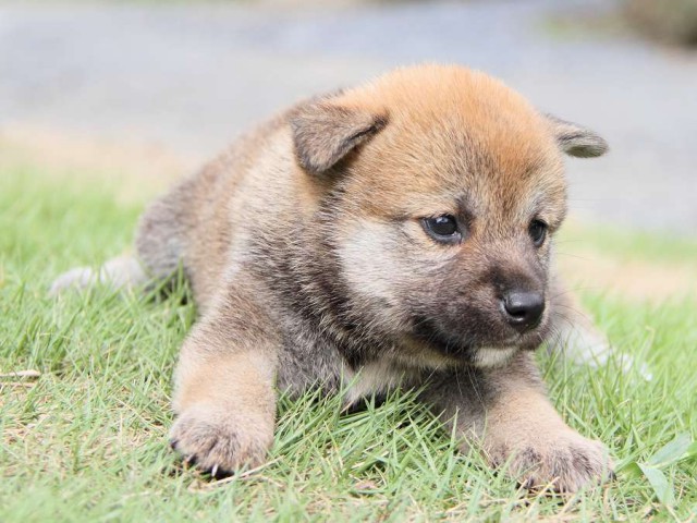IMG_5692-shibainu Puppy IMG_5692-shibainu Puppy