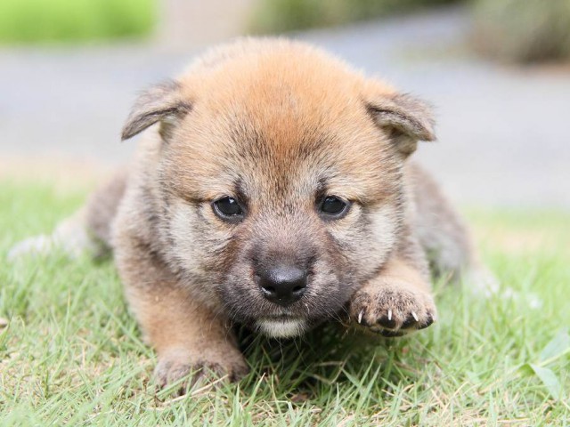IMG_5693-shibainu Puppy IMG_5693-shibainu Puppy