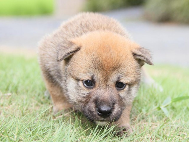 IMG_5694-shibainu Puppy IMG_5694-shibainu Puppy