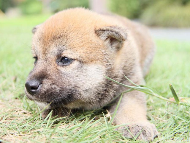 IMG_5697-shibainu Puppy IMG_5697-shibainu Puppy