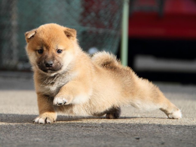 IMG_5701-shibainu-koinu IMG_5701-shibainu-koinu