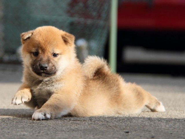 IMG_5704-shibainu-koinu IMG_5704-shibainu-koinu
