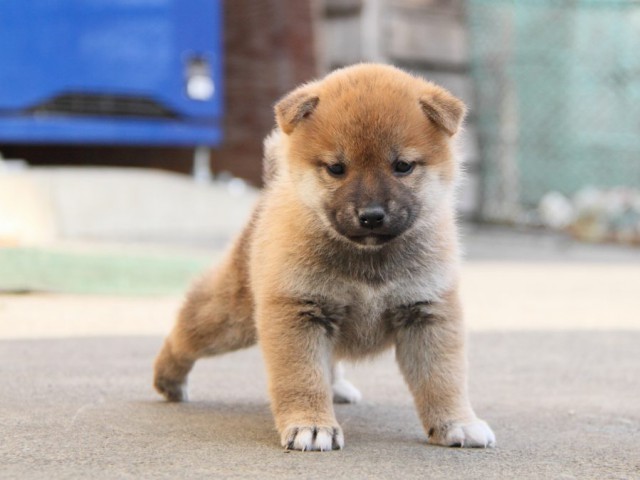 IMG_5724-shibainu-koinu IMG_5724-shibainu-koinu
