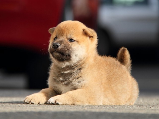 IMG_5763-shibainu-koinu IMG_5763-shibainu-koinu