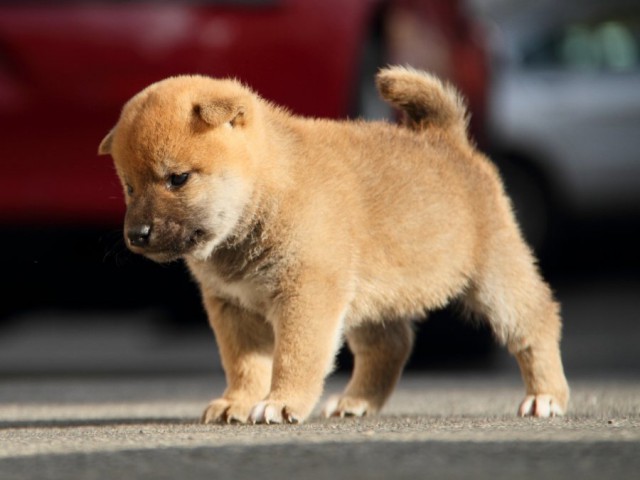 IMG_5779-shibainu-koinu IMG_5779-shibainu-koinu